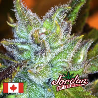 An image of Blue Hawaiian