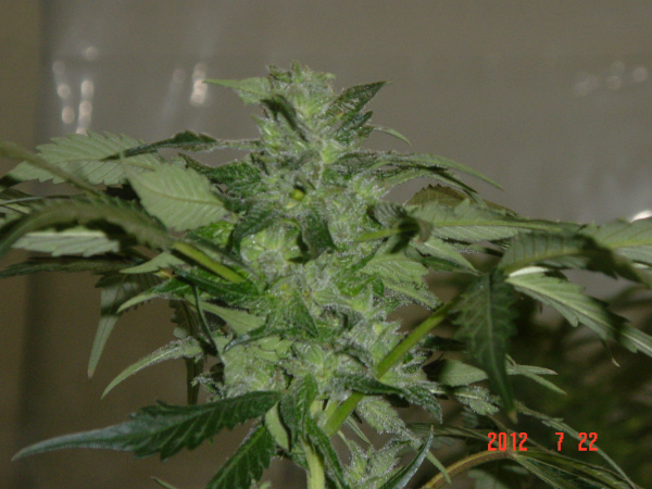 An image of Blue Lights