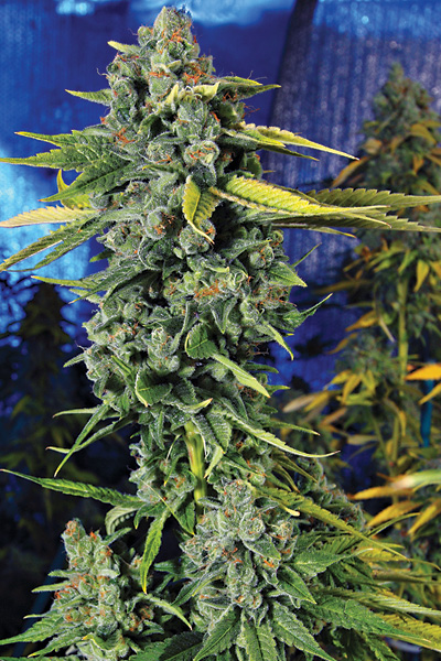 An image of Blue Treat