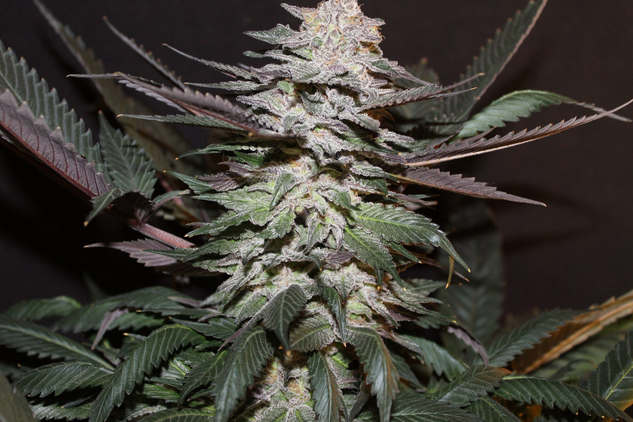 An image of Blueberry Cough