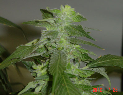 An image of Burmese Berry