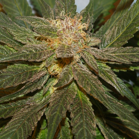 An image of Dutch Skunk