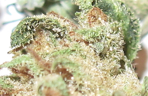 An image of Fruity Bud
