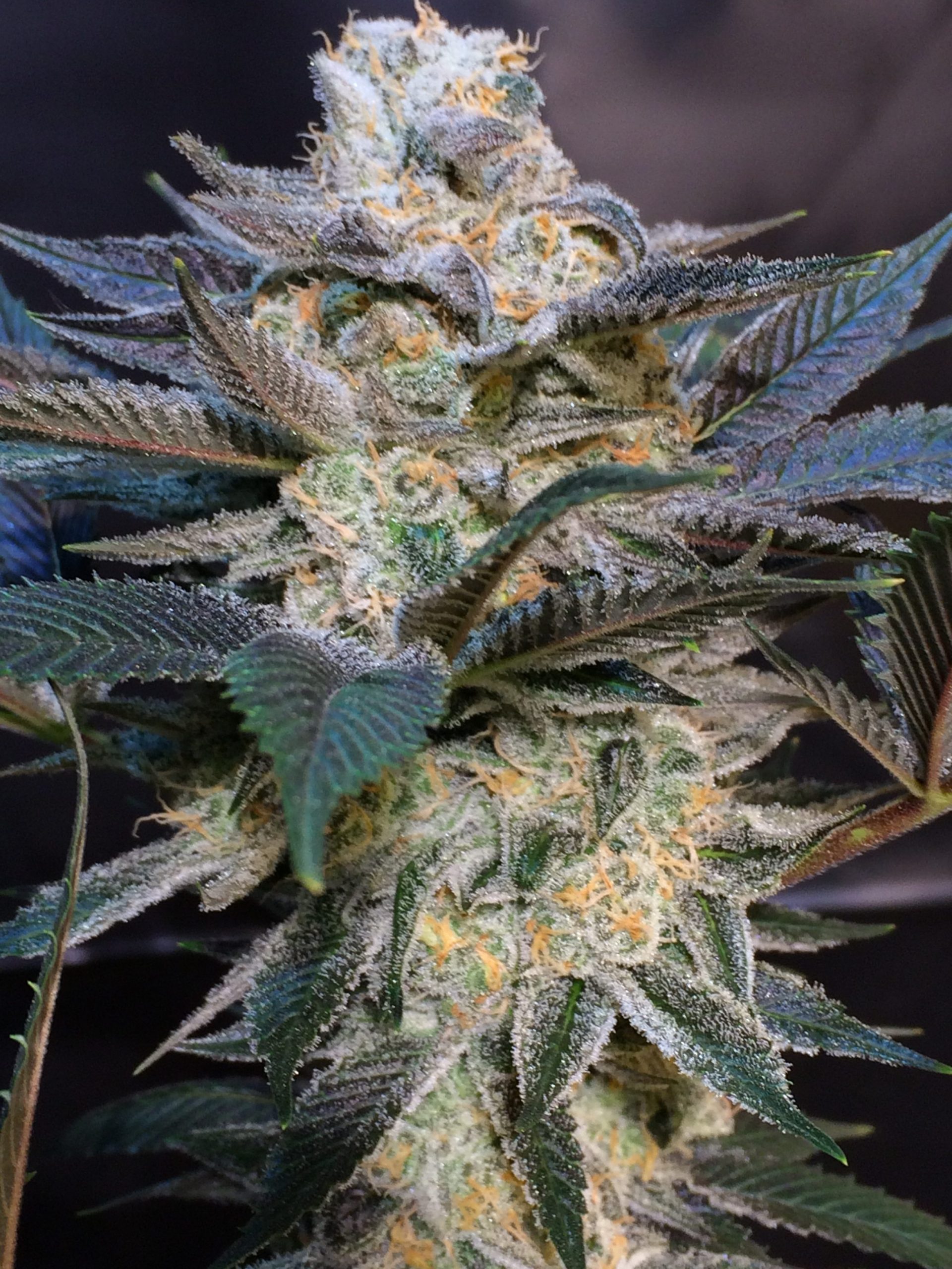 An image of God’s Biker Kush x The Ox