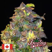 An image of Lemon Skunk