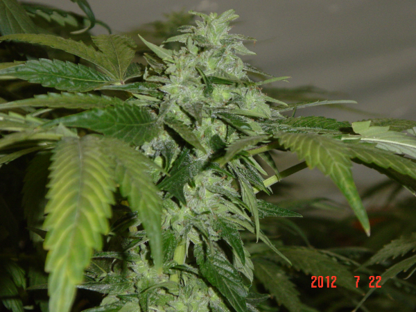 An image of Northern BC Skunk
