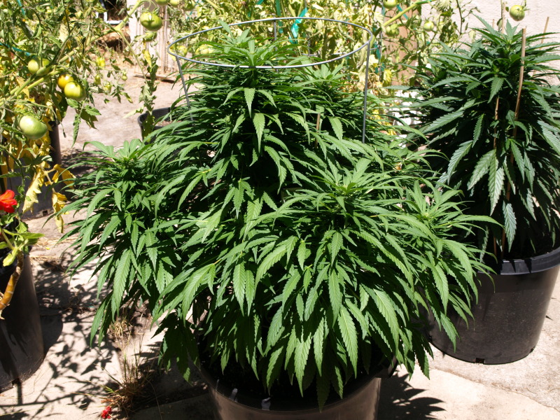 An image of OG Kush