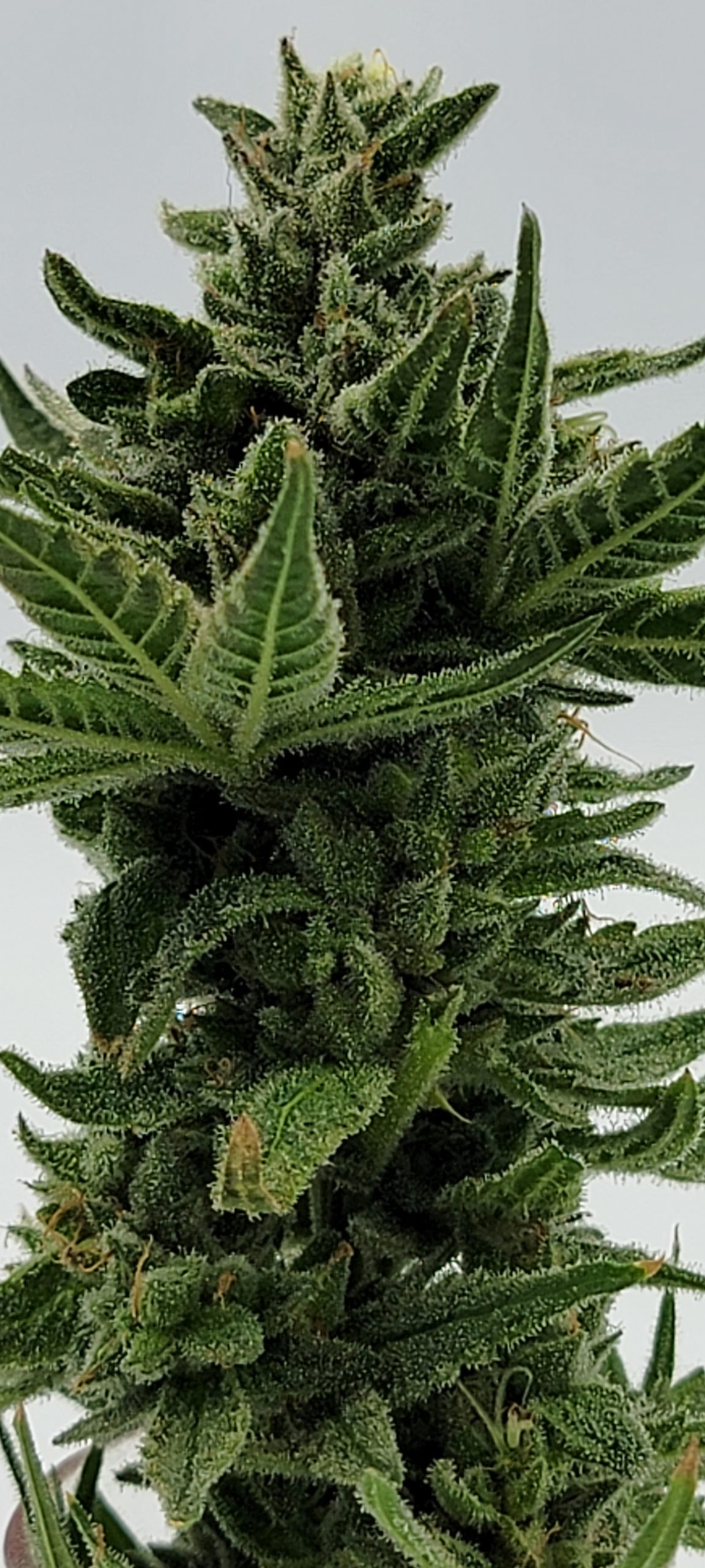 An image of Romulan x Big Smooth