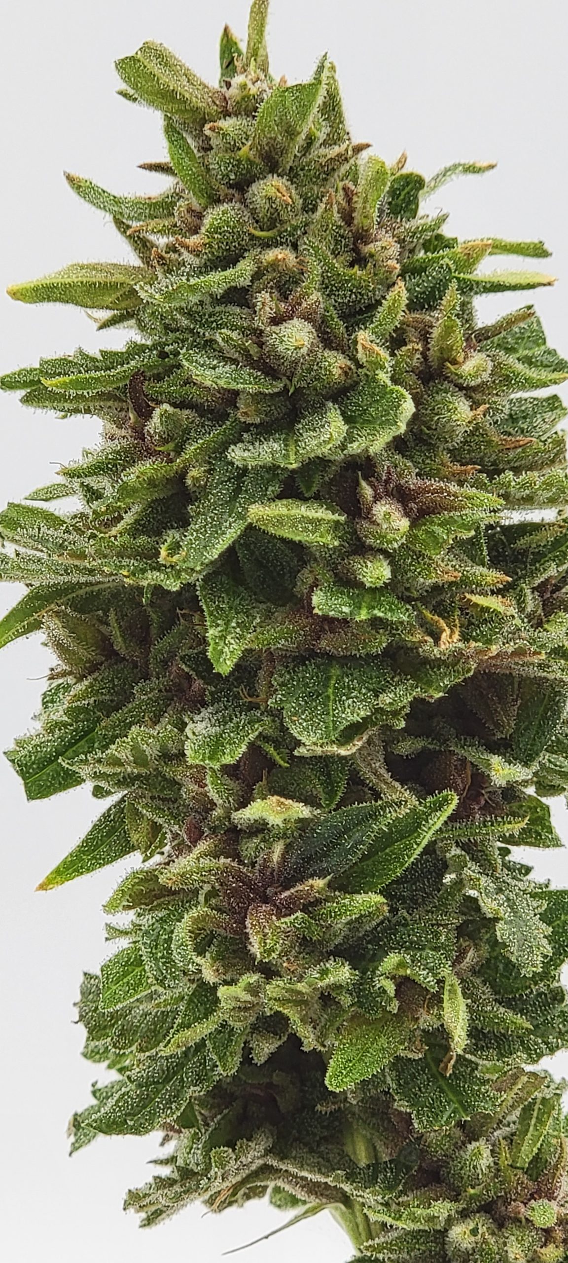 An image of Romulan x Navy Cross