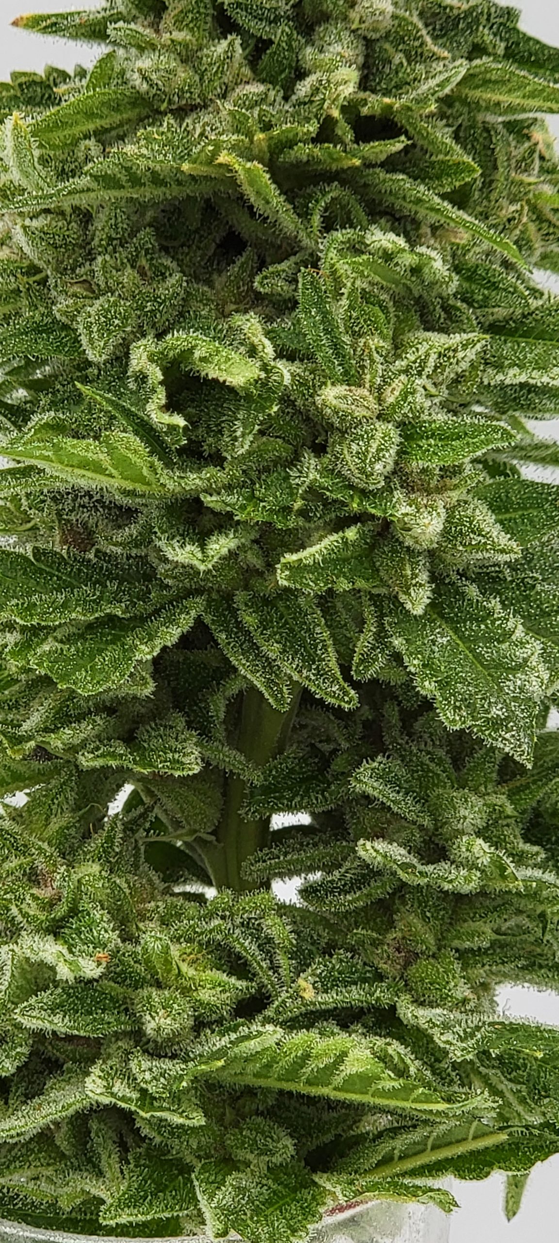An image of Romulan x OZ Kush Cake