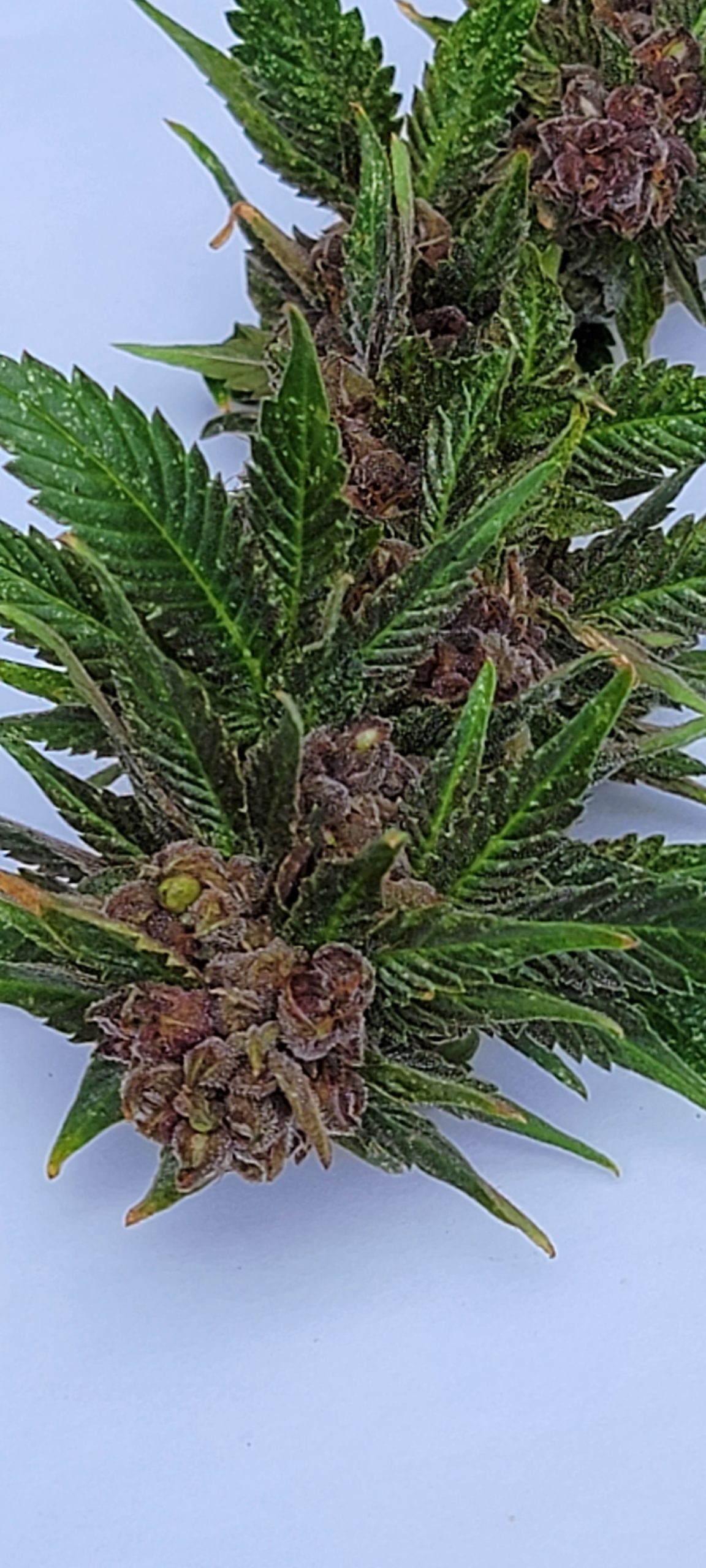 An image of Romulan x Purple Hindu Kush