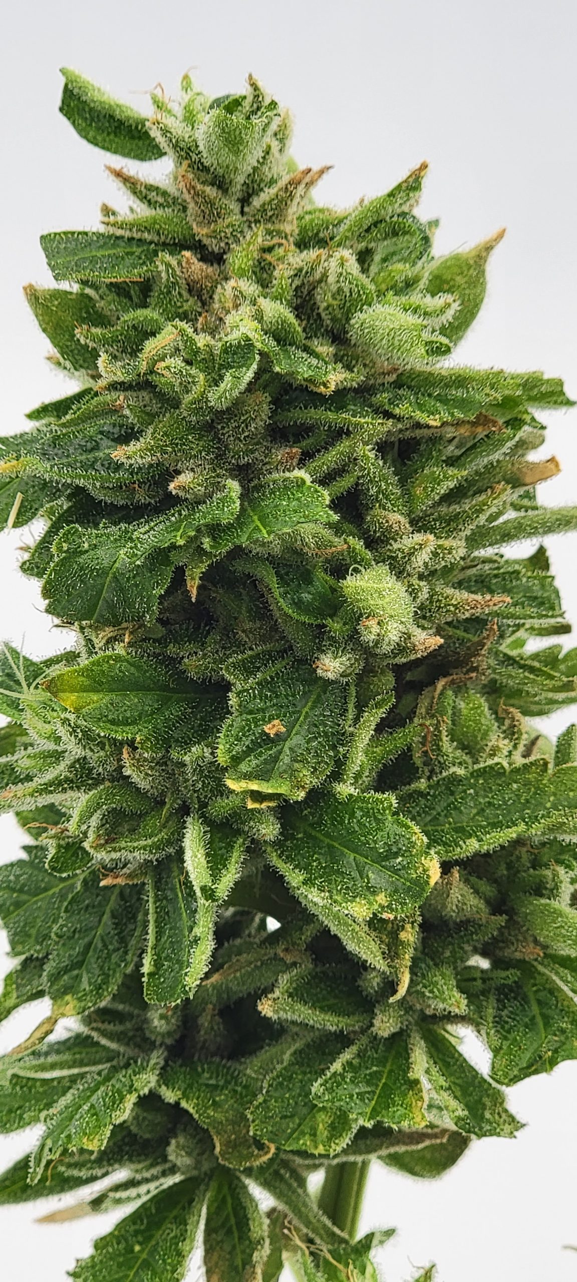 An image of Romulan x Strawberry Diesel