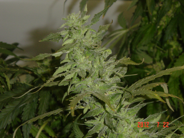 An image of Super Skunk