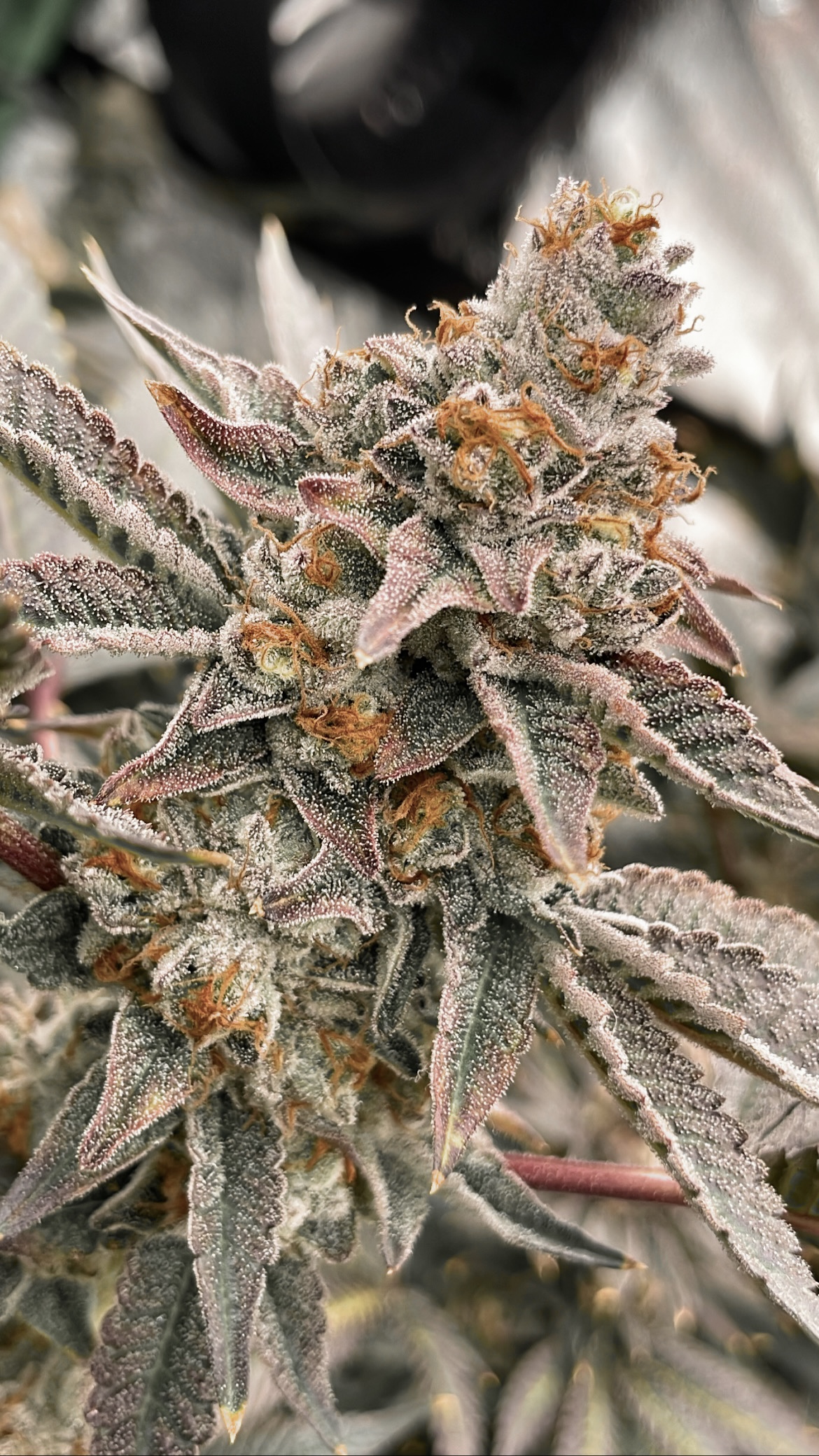 An image of Fayerie Dust V1