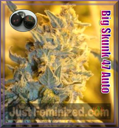 An image of Auto Big Skunk 47