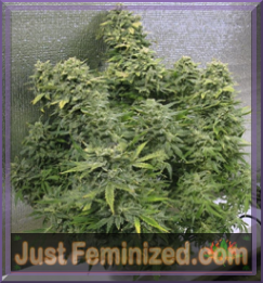 An image of Auto Low Widow