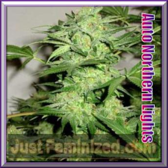 An image of Auto Northern Lights