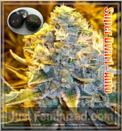 An image of Auto Super Dwarf