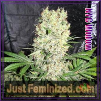 An image of NYC White Widow