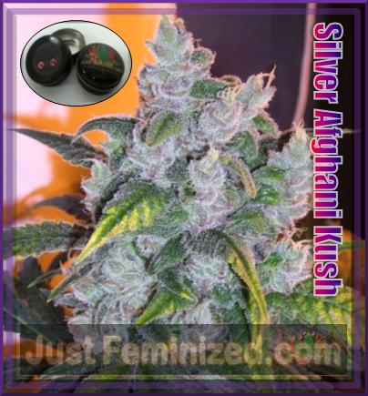 An image of Silver Afghani Kush
