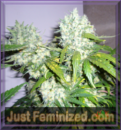 An image of Super Skunk