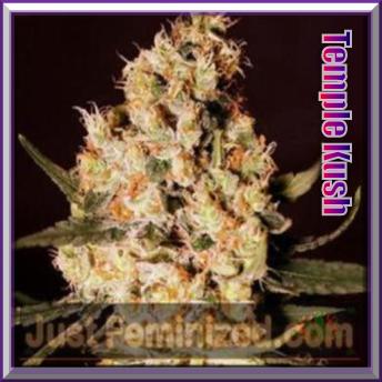 An image of Temple Kush