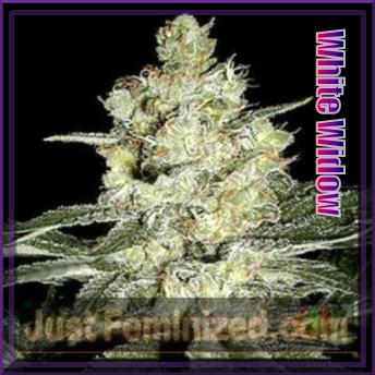 An image of White Widow