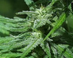 An image of Afghani Special