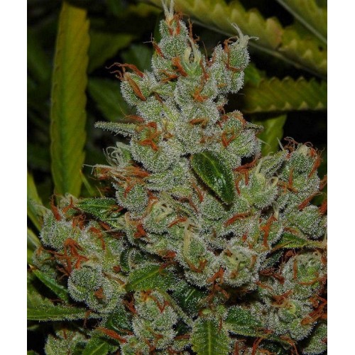 An image of Amnesia x Double Diesel Haze