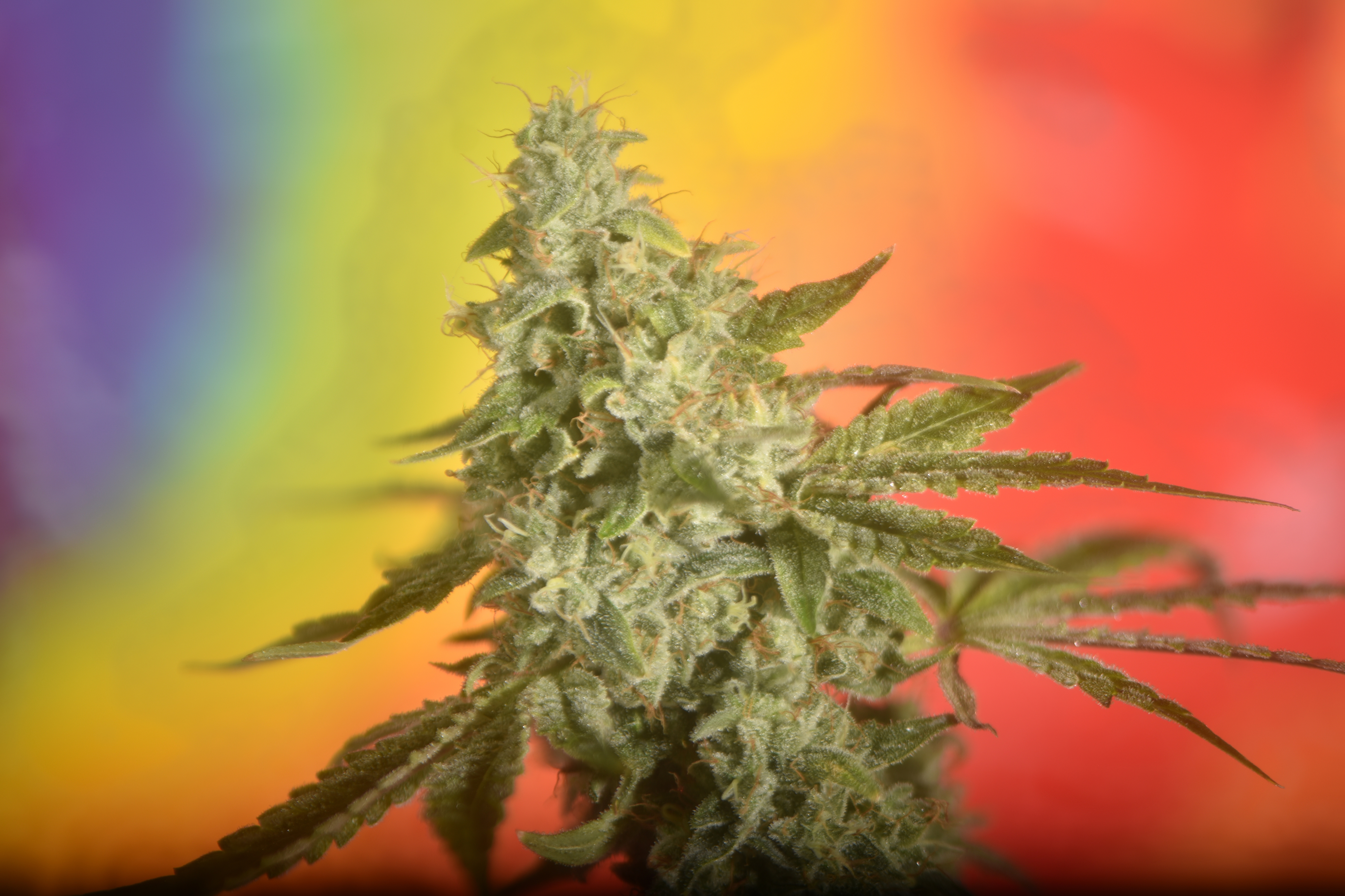 An image of Quarantine Kush