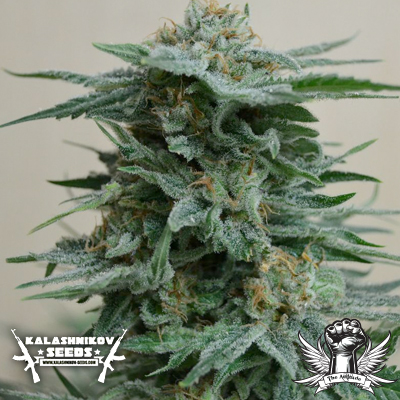 An image of AK Kush