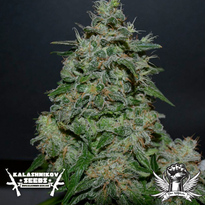 An image of AK Kush Express