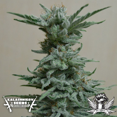 An image of AK Skunk