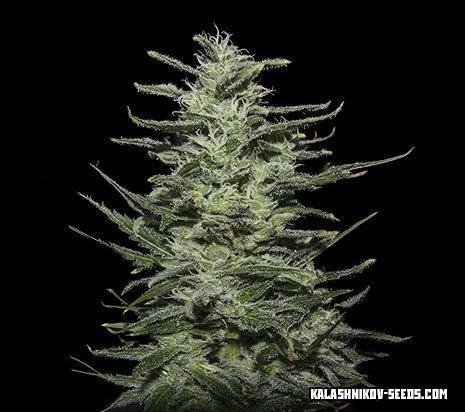 An image of Amnesia Molotov