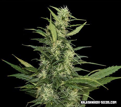 An image of Amur Giant Auto