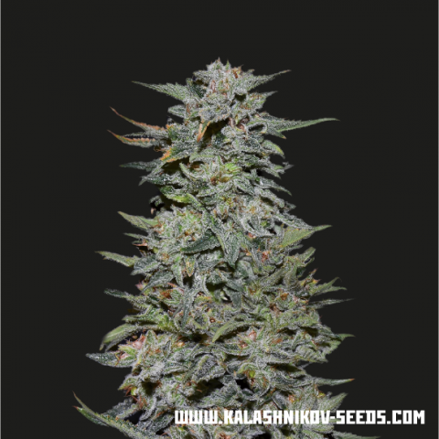 An image of Boy Scout Cookies