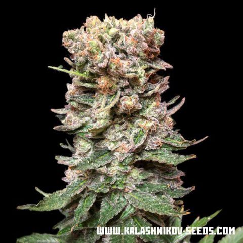 An image of CBD Cake