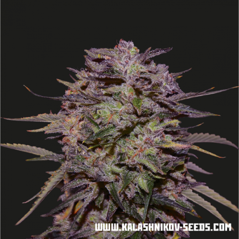 An image of Purple Russian Express