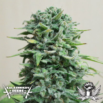 An image of Siberian Haze Auto