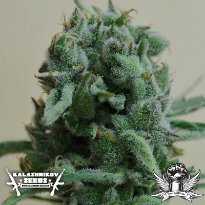 An image of White Widow 47