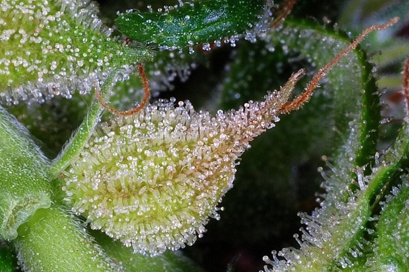 An image of Exocet Haze