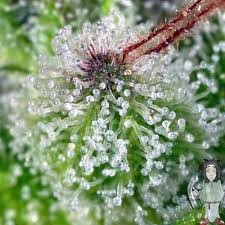 An image of Exodus Haze