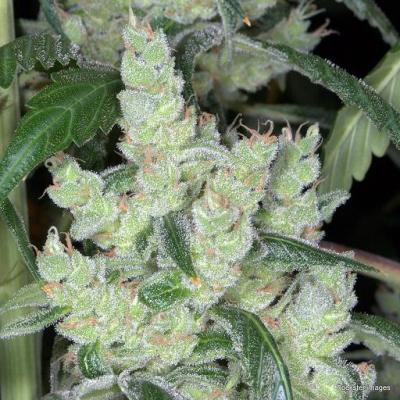 An image of Marley's Cheese