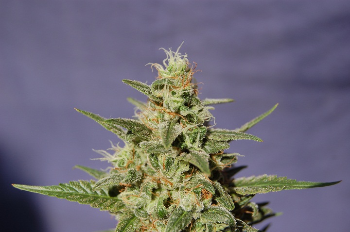 An image of BCN Diesel Automática