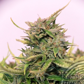 An image of Baby Boom Auto CBD
