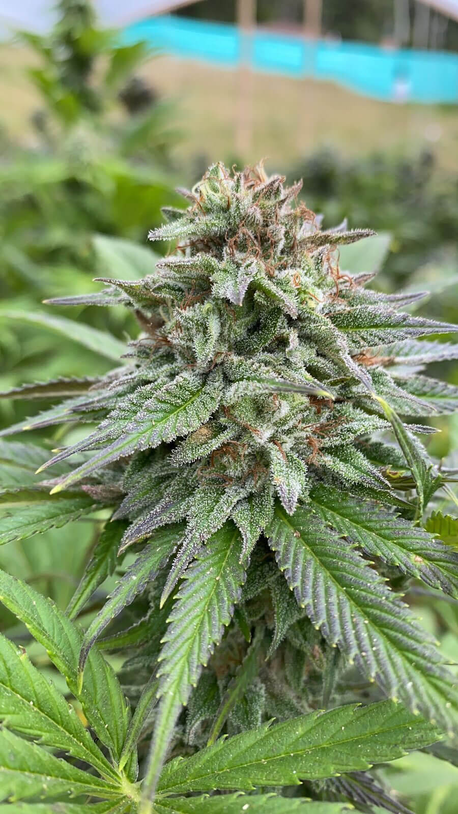 An image of Break Up Cake Auto