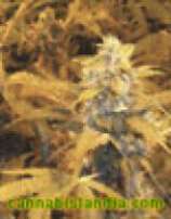 An image of Crazy Bubble