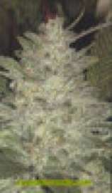 An image of Datura