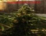 An image of Domina Haze