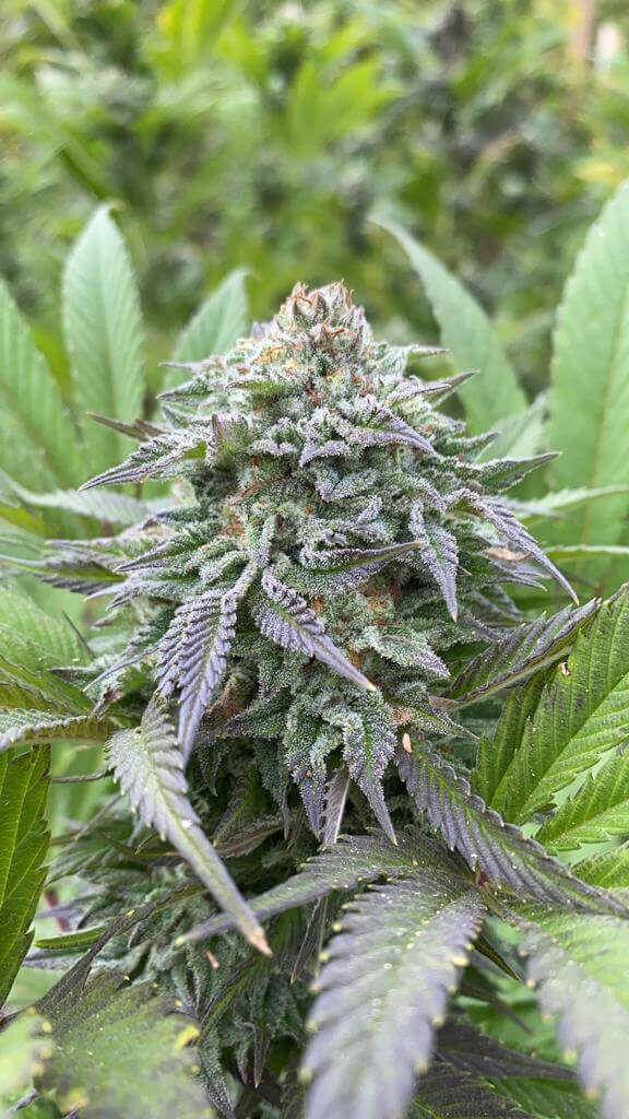 An image of Gorilla King Auto